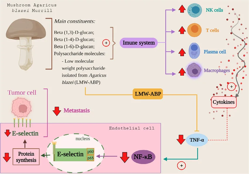Study on the Activity and Application of Edible Fungi Polysaccharides 5 Agaricus blazei polysaccharide Applications