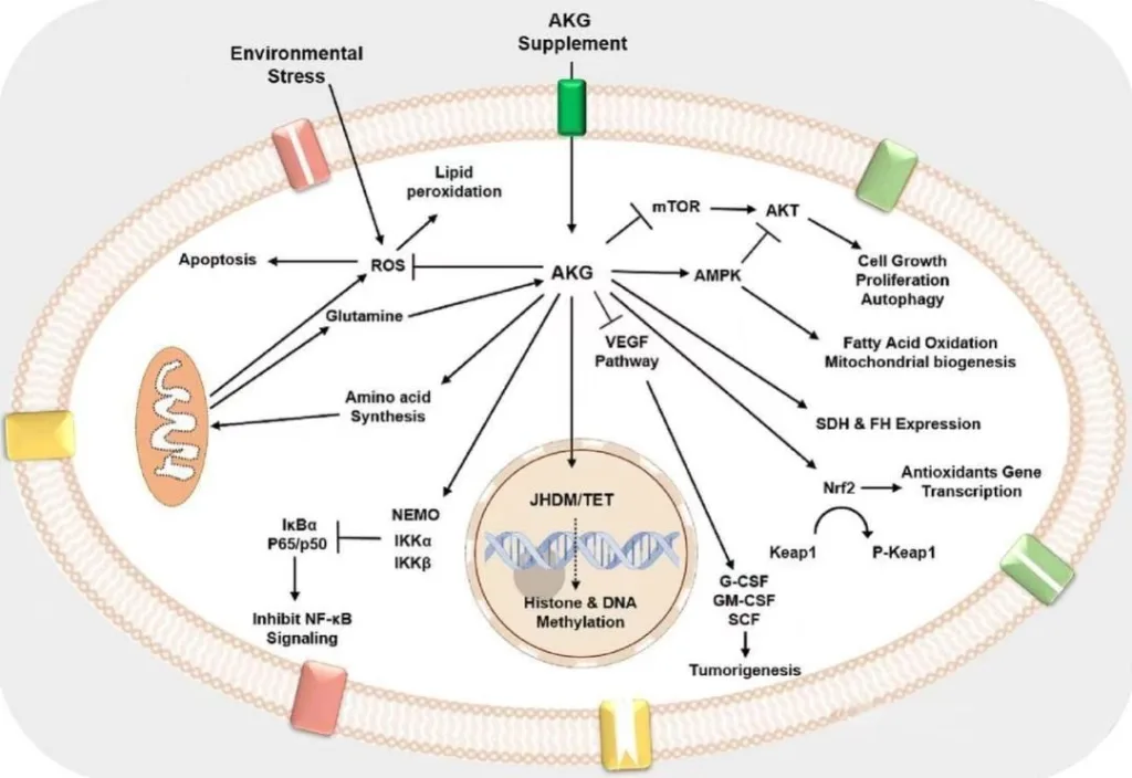 Alpha Ketoglutarate2