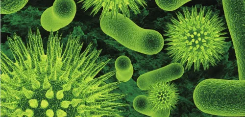 Enhance immunit Chlorella Growth Factor 1