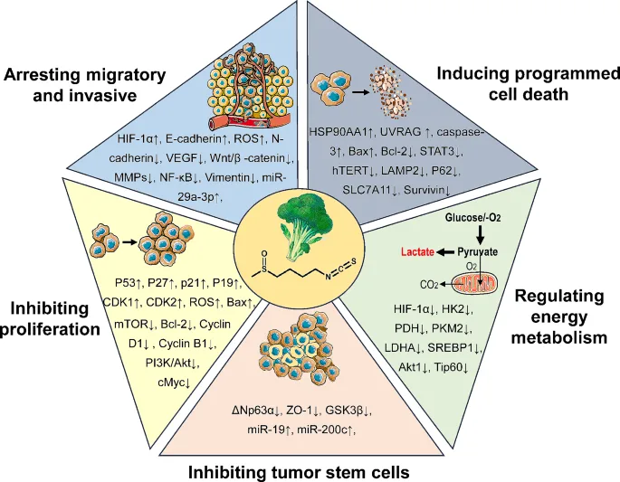 The Anticancer Mechanisms of Sulforaphane: Nature’s Powerhouse Against Tumors 3 Sulforaphane health benefits