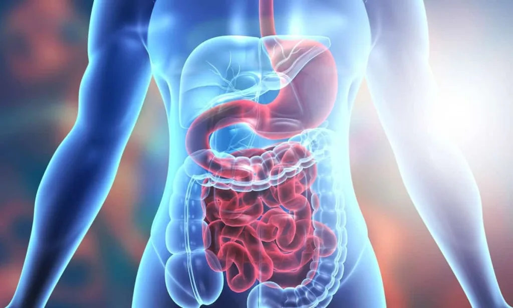 The Top 5 Health Benefits of Yeast-Derived Beta-Glucan Powder 5 yeast-derived-beta-glucan-powder