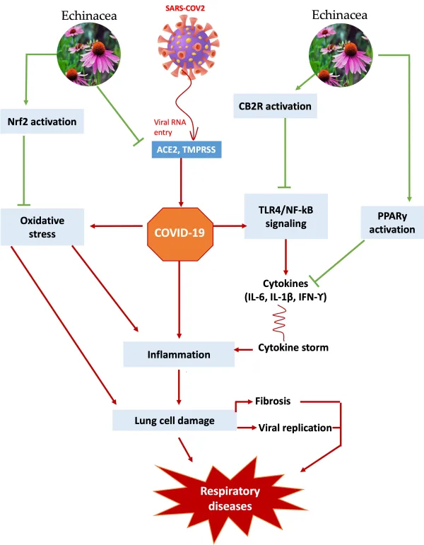 Echinacea Extract Applications aiherbm