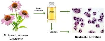 Echinacea Extract