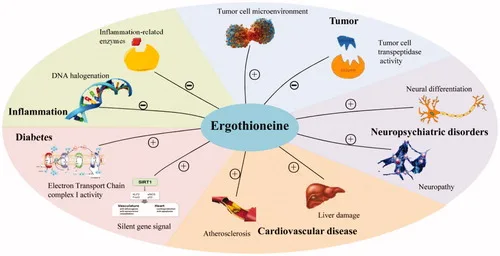 Ergothioneine Supplement Applications