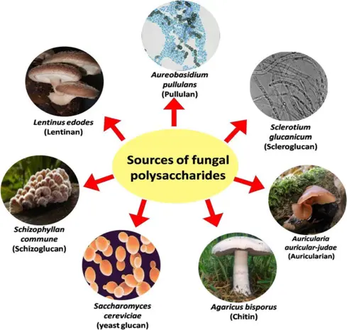 Fungal polysaccharides
