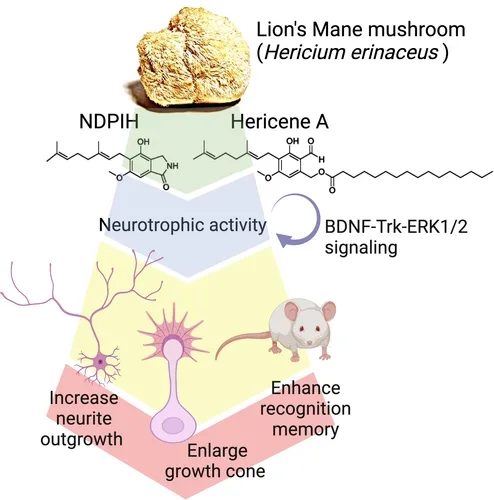 Study on the Activity and Application of Edible Fungi Polysaccharides 6 Hericium Erinaceus Polysaccharide