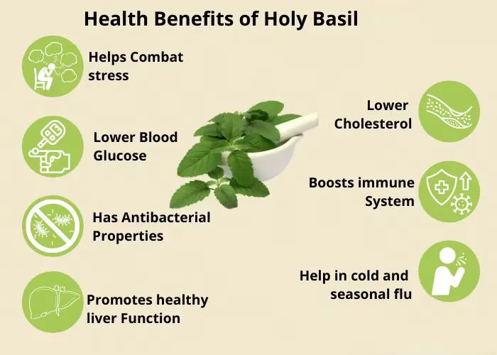 A Breakthrough in Health and Disease Treatment Holy Basil Extract 4 Health Benefits of Holy Basil Extract