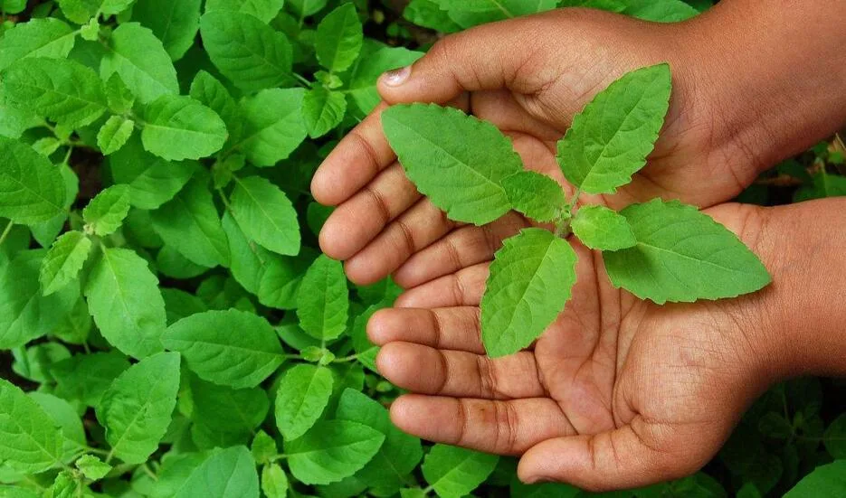 Holy Basil Extract: The Ancient Indian Herb with Modern Health Benefits 4 Holy Basil