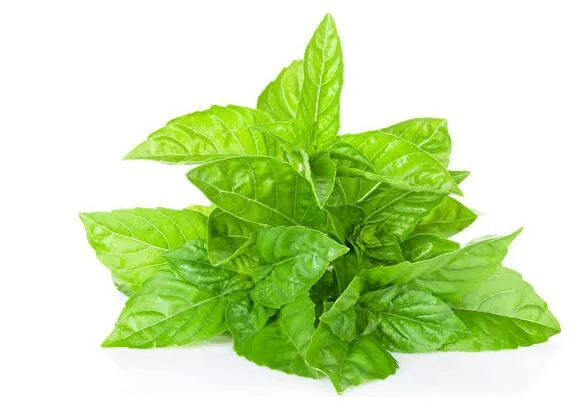 Holy Basil Extract: The Ancient Indian Herb with Modern Health Benefits 3 Holy Basil