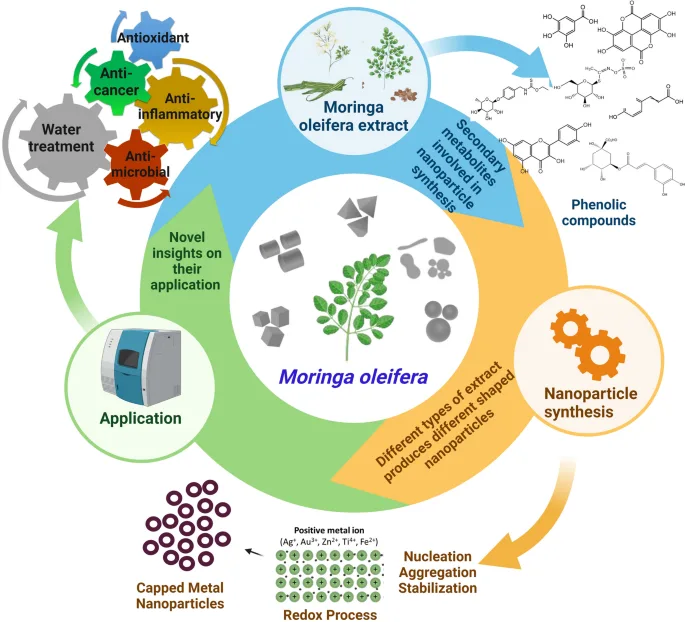 Moringa Oleifera Moringa Oleifera Applications