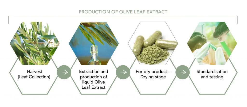 Unveiling the Health Benefits of Olive Leaf Extract: A Comprehensive Review 3 Olive Leaf Extract OEM ODM