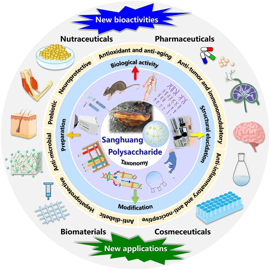 Study on the Activity and Application of Edible Fungi Polysaccharides 4 Phellinus igniarius polysaccharide