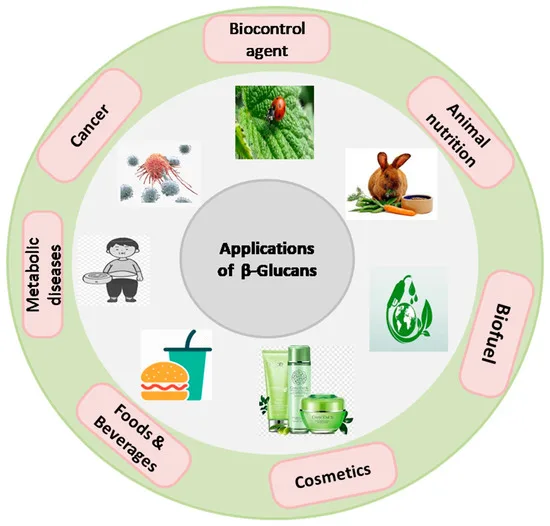 The efficacy and role of plant-based protein powder pea protein in 2025 4 Plant-Based Protein Powder