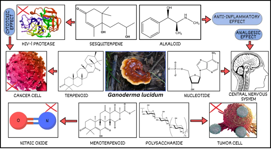 Reishi Mushroom (Lingzhi): Benefits, Best Products & Usage Guide (2025 Update) 3 Reishi Spore Polysaccharide Supplemen