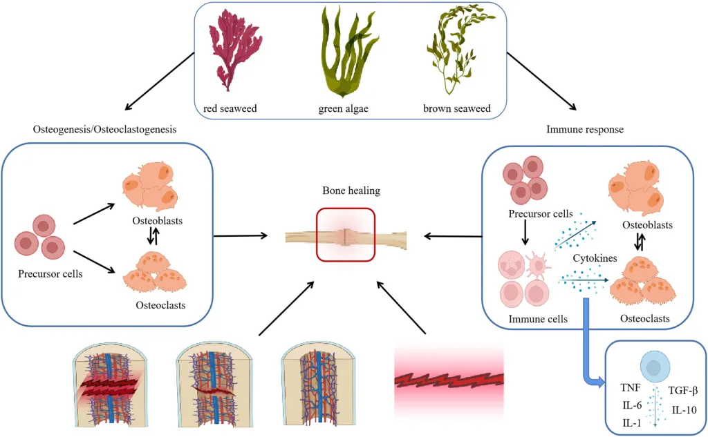 Seaweed Extract Applications