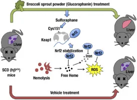 Sulforaphane Supplements: Revolutionizing Health with Science-Backed Benefits and Sustainable Innovation 4 sulforaphane