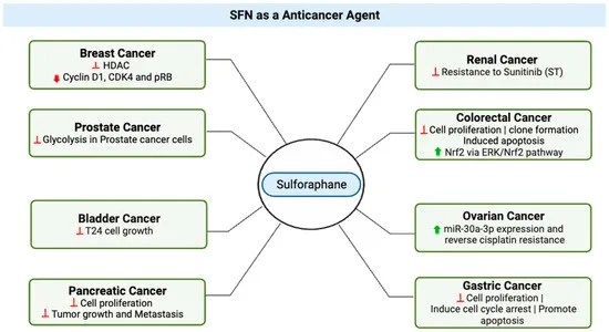 Sulforaphane health benefits