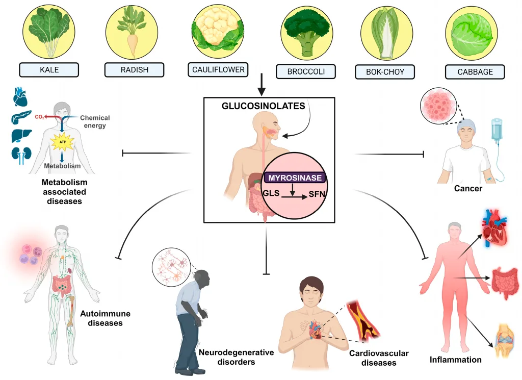 Unveiling the Science Behind Sulforaphane’s Anticancer Potential: Mechanisms and Breakthroughs 3 Sulforaphane health benefits anticancer