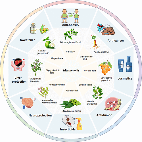 Applications of Triterpenoids in Medicine, Cosmetics, Agriculture, and Industry 3 Triterpenoids