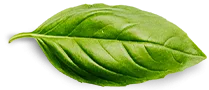 basil leaf