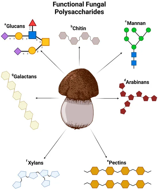 Fungal polysaccharides Fungal polysaccharides