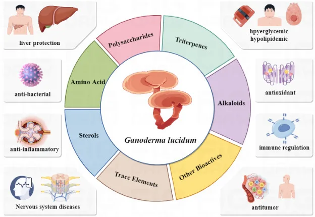 ganoderma lucidum skin benefits​