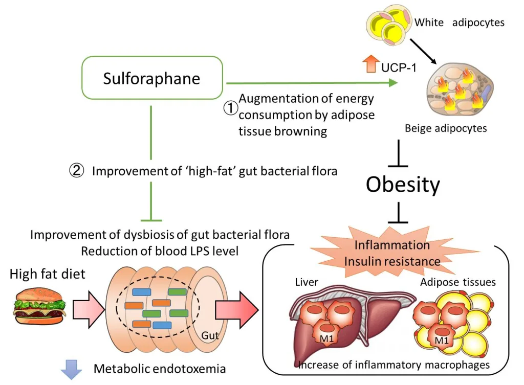sulforaphane